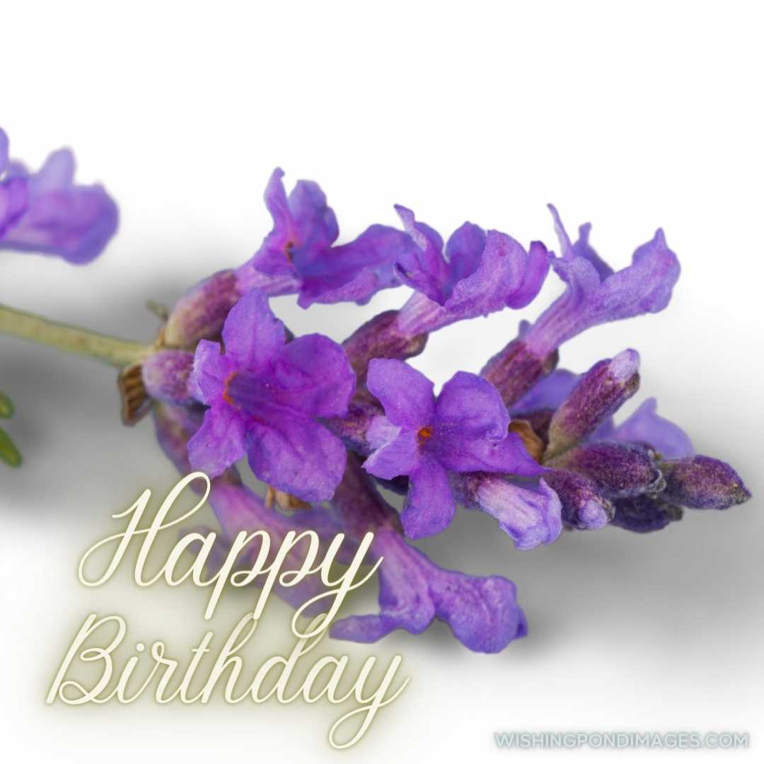 A beautiful image of a Vanda flower on a light-colored background. Happy Birthday Purple Flower Imag